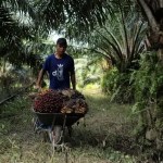 تعزيز قوة الميزانية للزارعين في ظل الأسعار المستقرة