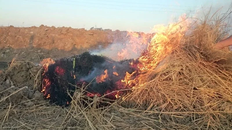 حوافز لإدارة المخلفات الزراعية وتعزيز الاقتصاد الأخضر