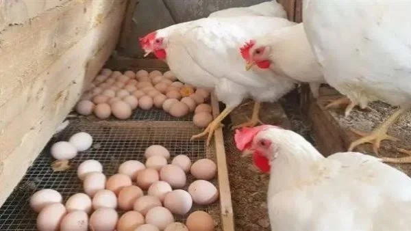 أسعار البيض في مصر وتوجهات التصدير الجديدة