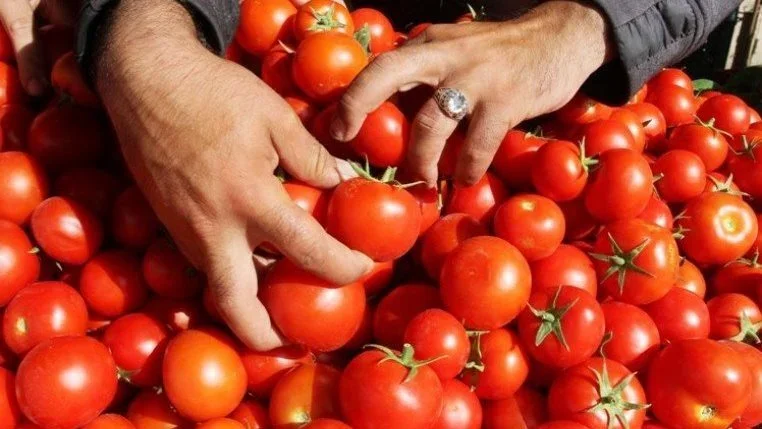 ارتفاع أسعار الطماطم في السوق المصرية