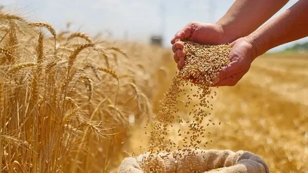 العراق يسارع لتسويق محصول القمح