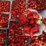 فرص تصديرية جديدة للشركات المصرية في السوق الأمريكية