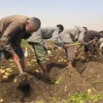 صادرات البطاطس المصرية تحقق نجاحًا كبيرًا