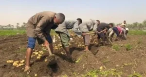 صادرات البطاطس المصرية تحقق نجاحًا كبيرًا