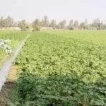 صادرات مصر من الفاصوليا تتجاوز 110 آلاف طن