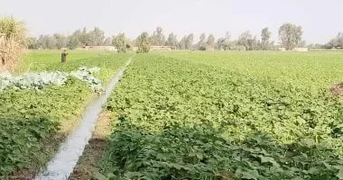 صادرات مصر من الفاصوليا تتجاوز 110 آلاف طن