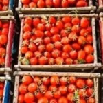 وزارة التموين توفر الطماطم بأسعار مناسبة للمواطنين