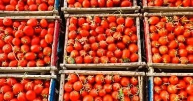 وزارة التموين توفر الطماطم بأسعار مناسبة للمواطنين