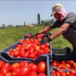 خطة مصر لإنقاذ الطماطم وتعزيز التصنيع الزراعي