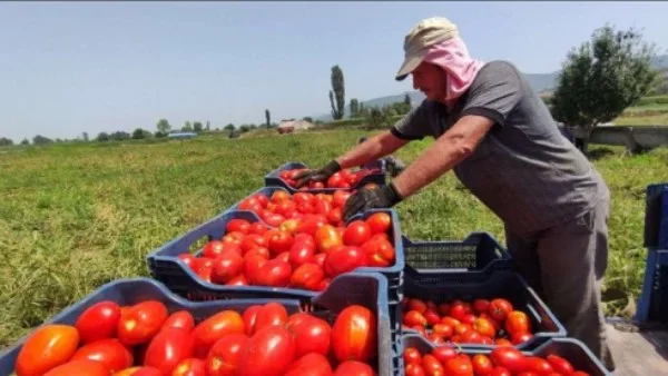 خطة مصر لإنقاذ الطماطم وتعزيز التصنيع الزراعي