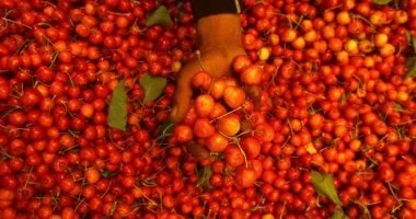 وزارة التموين توفر الطماطم بأسعار مناسبة للمواطنين