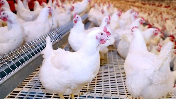 تراجع أسعار الدواجن: مصلحة للمستهلك وضمان للإنتاج