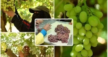 طفرة تاريخية في الصادرات الزراعية المصرية