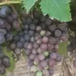 ازدهار زراعة العنب الأحمر في السنطة بالمنيا