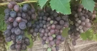 ازدهار زراعة العنب الأحمر في السنطة بالمنيا