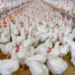 ارتفاع أسعار الدواجن والبانيه في الأسواق المصرية