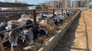 تراجع أسعار اللحوم الحية في الأسواق المصرية