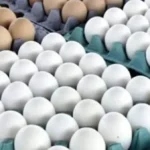 ارتفاع أسعار البيض في الأسواق المصرية