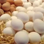 ارتفاع أسعار البيض في الأسواق المصرية