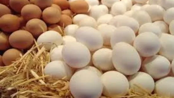 ارتفاع أسعار البيض في الأسواق المصرية