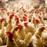 تحذير من شعبة الدواجن: 58 جنيها للكيلو