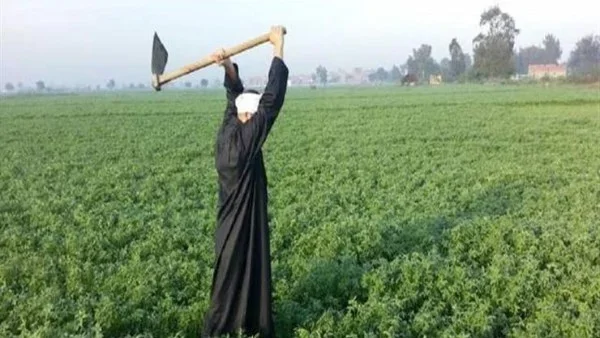 صادرات مصر الزراعية تصل إلى 10 ملايين طن