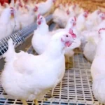 ارتفاع أسعار الدواجن في الأسواق المصرية