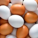 استقرار أسعار بيض المائدة في الأسواق المصرية