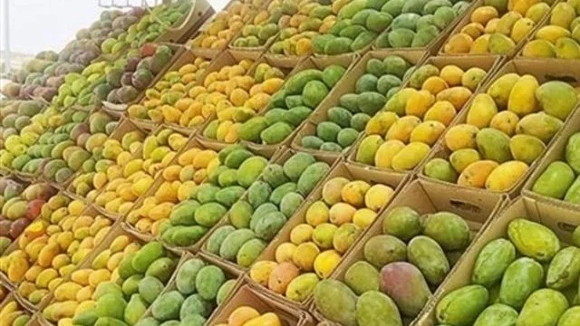 توافر 15 نوعًا من المانجو في الأسواق المصرية