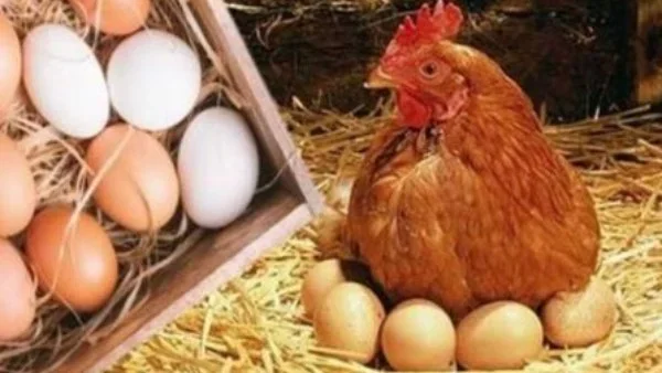 انخفاض ملحوظ في أسعار الدواجن بالأسواق