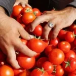 انخفاض أسعار الطماطم إلى 10 جنيهات في الأسواق
