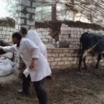 دعم الثروة الحيوانية بـ نصف مليار جنيه