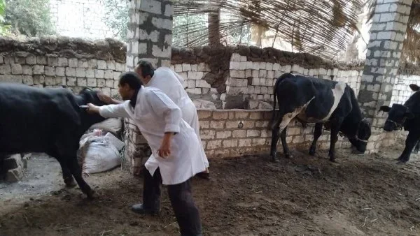 دعم الثروة الحيوانية بـ نصف مليار جنيه