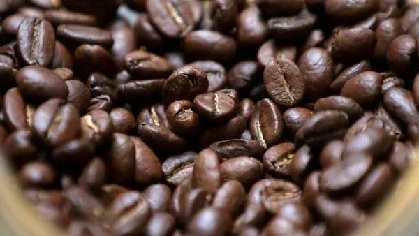 تراجع عائدات البن في أوغندا بنسبة 38%