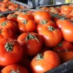 أسباب ارتفاع أسعار الطماطم في مصر