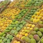 استقرار أسعار المانجو في سوق العبور