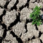 تأثير النينيو وأزمة الطاقة على التضخم العالمي