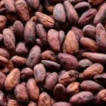 انخفاض إنتاج الكاكاو في غانا يهدد سوق الشوكولاتة