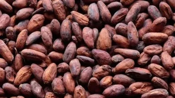 انخفاض إنتاج الكاكاو في غانا يهدد سوق الشوكولاتة